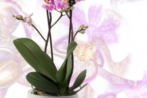 玖瑰花活血化瘀吗玫瑰花有哪些作用