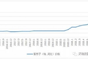 紫苏子价格暴涨大粒缺货是根源